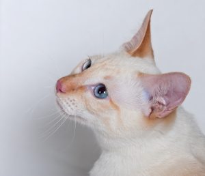 Red Point Siamese Cat