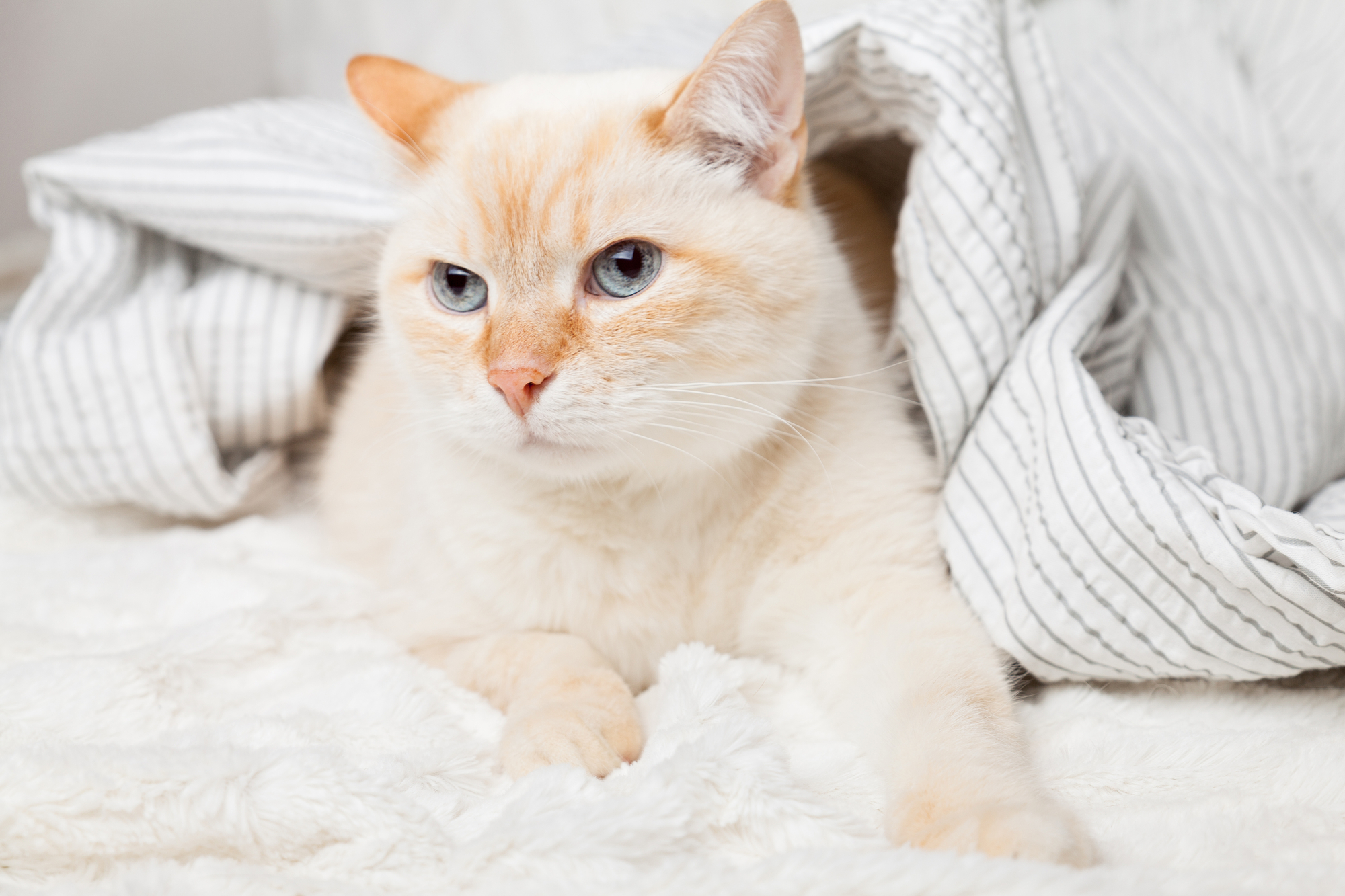 Flame Point Siamese Cat