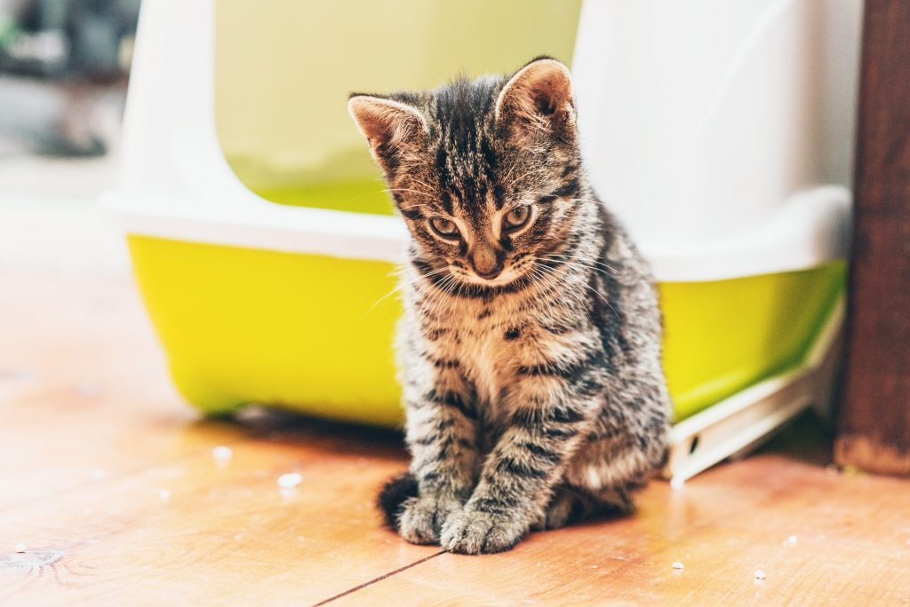 Why is My Cat Pooping on the Floor? (7 Reasons & Quick 