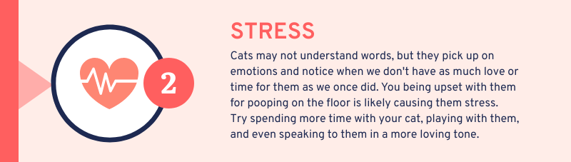 #2 reason cat is pooping on the floor