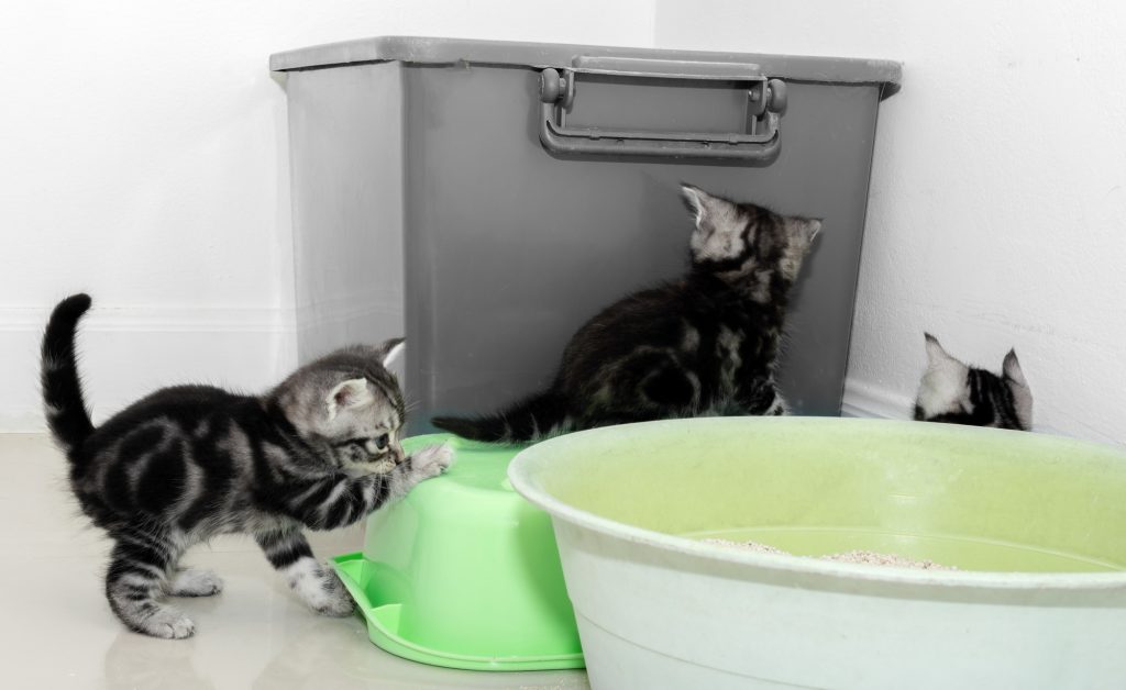 The Best Cat Litter Storage Container Whiskerful Life