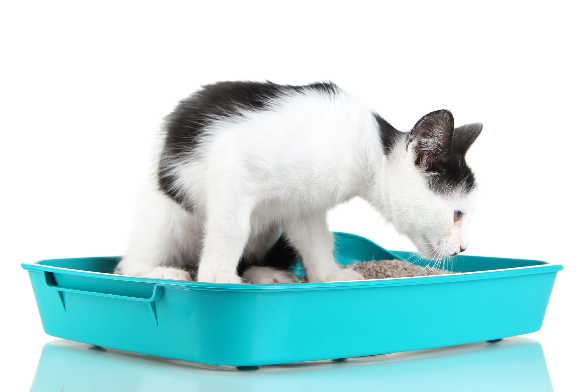 How Often Do you Need to Change Cat Litter Whiskerful Life