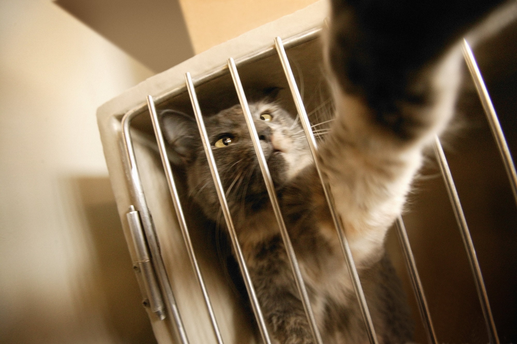 Through the bars. Through the bars