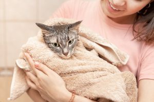 Wrapping a cat in a towel