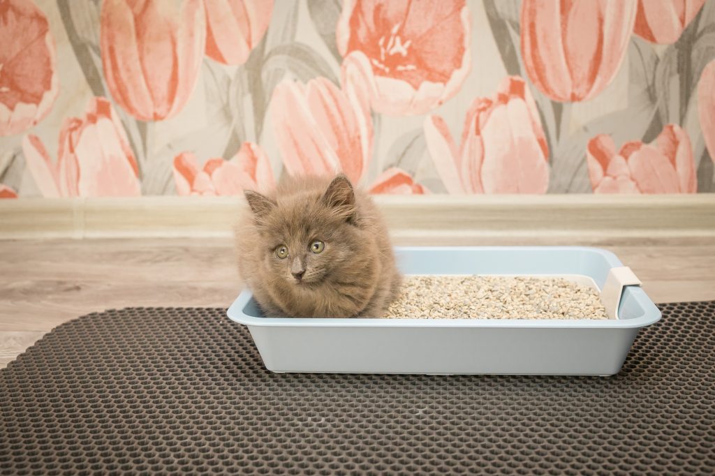 Best Cat Litter Mat (2021) to Reduce Tracking Whiskerful Life