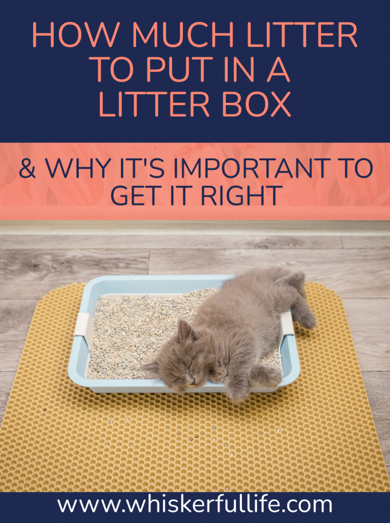 How Much Litter to Put in the Litter Box Whiskerful Life