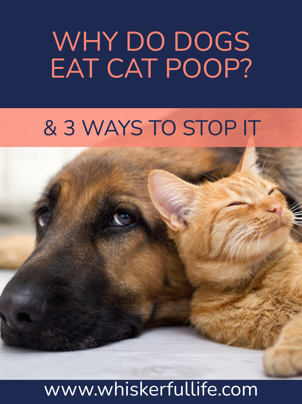 Why Dogs Eat Cat Poop & 3 Steps to Stop Them Whiskerful Life