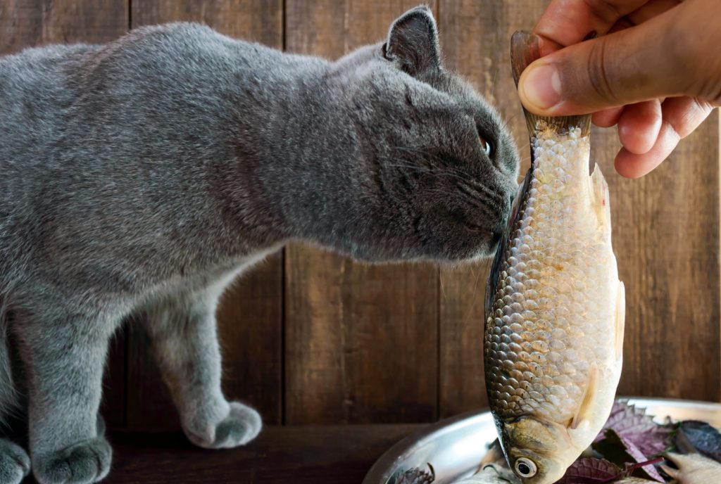 Can a Cat Eat Fish Bone (& Fish to Avoid) Whiskerful Life
