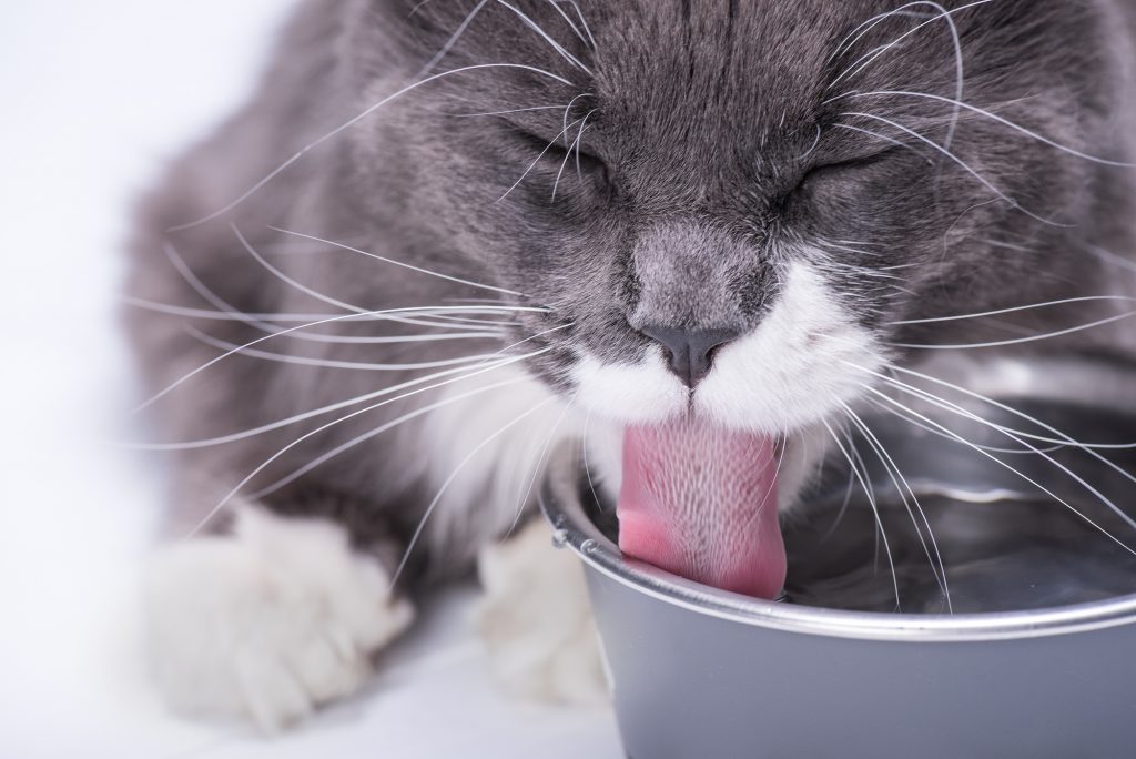 Why Does My Cat Scratch the Floor Before Drinking Water? Whiskerful Life