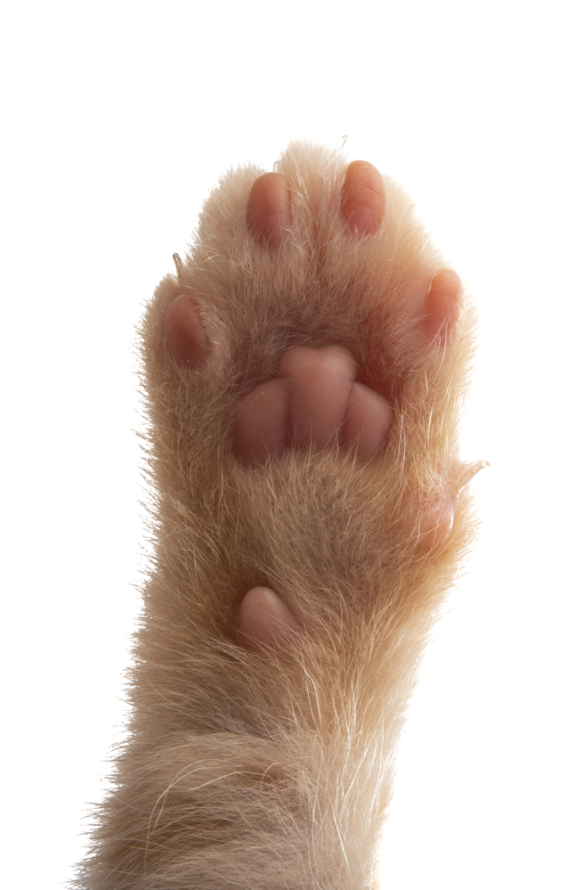 Why Does My Cat Paw at Smooth Surfaces? (How to Stop it) Whiskerful Life