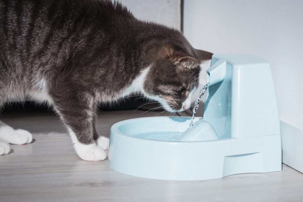 Best Water For Cats (& Which Kind to Avoid) Whiskerful Life