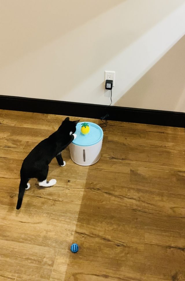 Kitten Won't Drink Water (When to Worry & What to Do Immediately