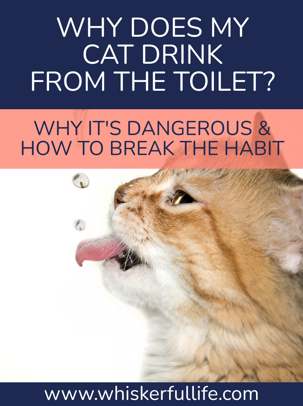 Why Cats Drink from the Toilet