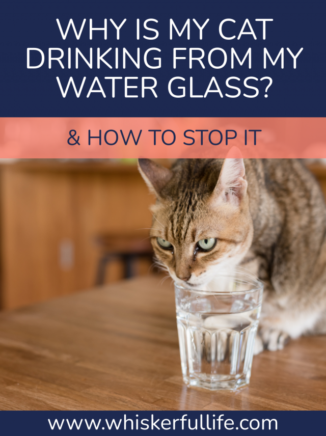 Why Does My Cat Drink from my Water Glass (& How to Stop it