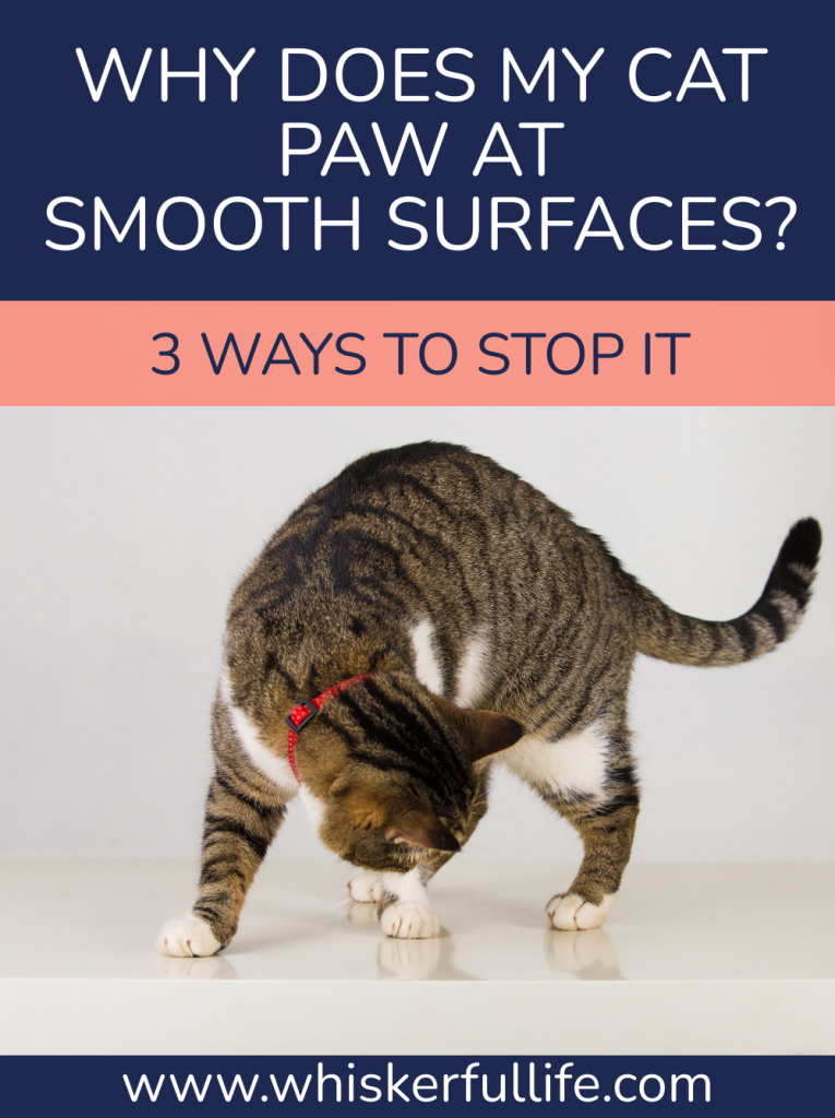 Why Does My Cat Paw at Smooth Surfaces? (How to Stop it) Whiskerful Life