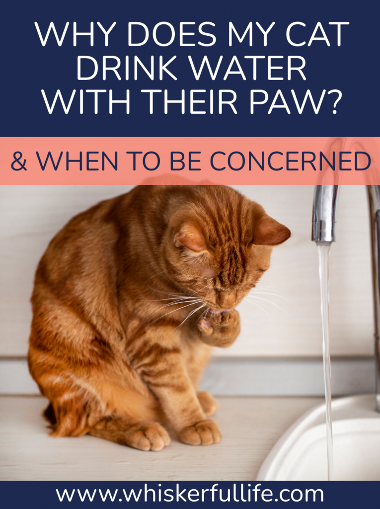 Cat Drinking Water with their Paw; When to Be Concerned Whiskerful Life