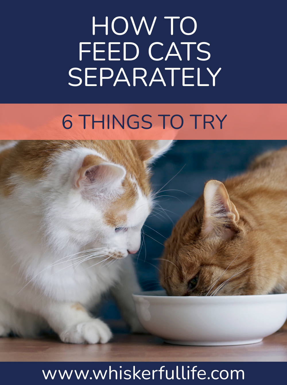 How To Feed Cats Separately