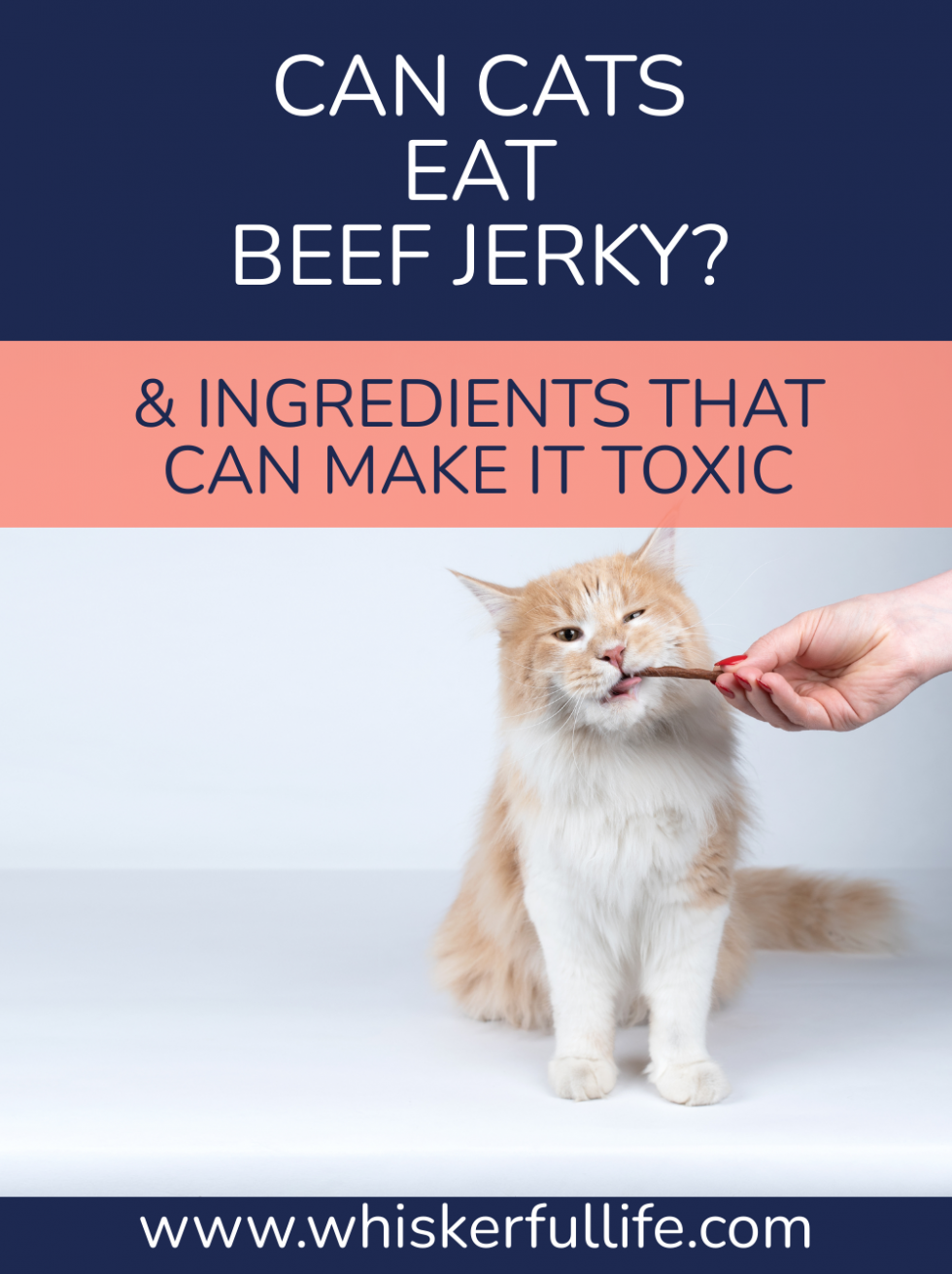 Can Cats Eat Beef Jerky (& What Can Make it Toxic) Whiskerful Life