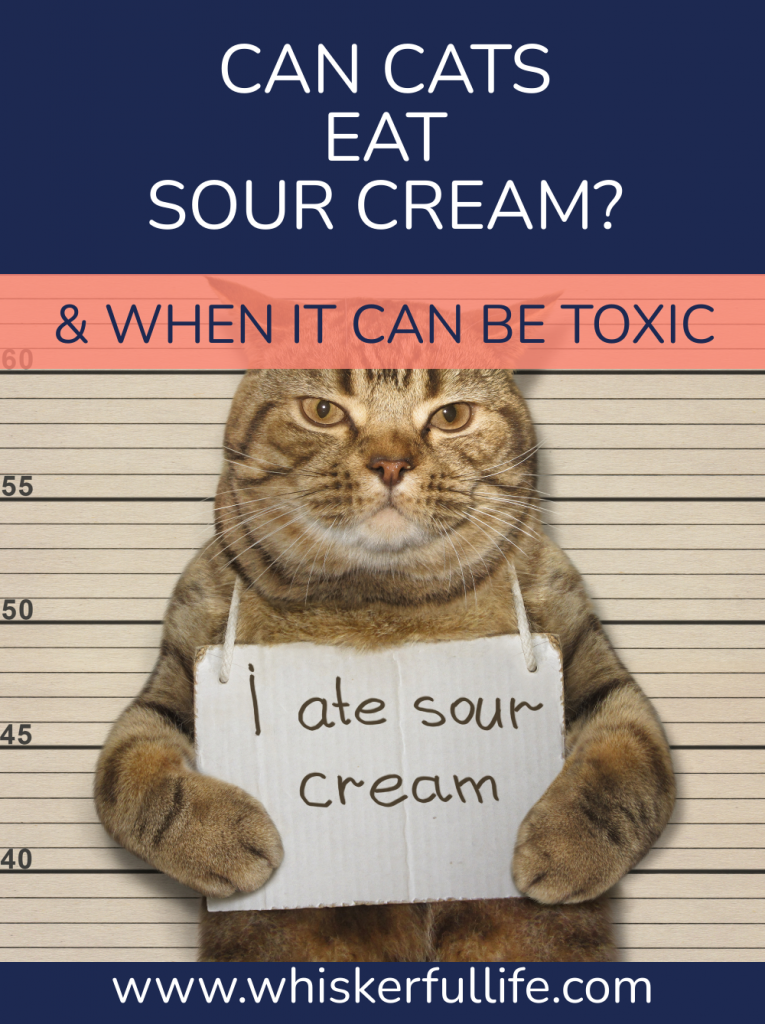 can-cats-eat-sour-cream-when-it-can-be-toxic-whiskerful-life