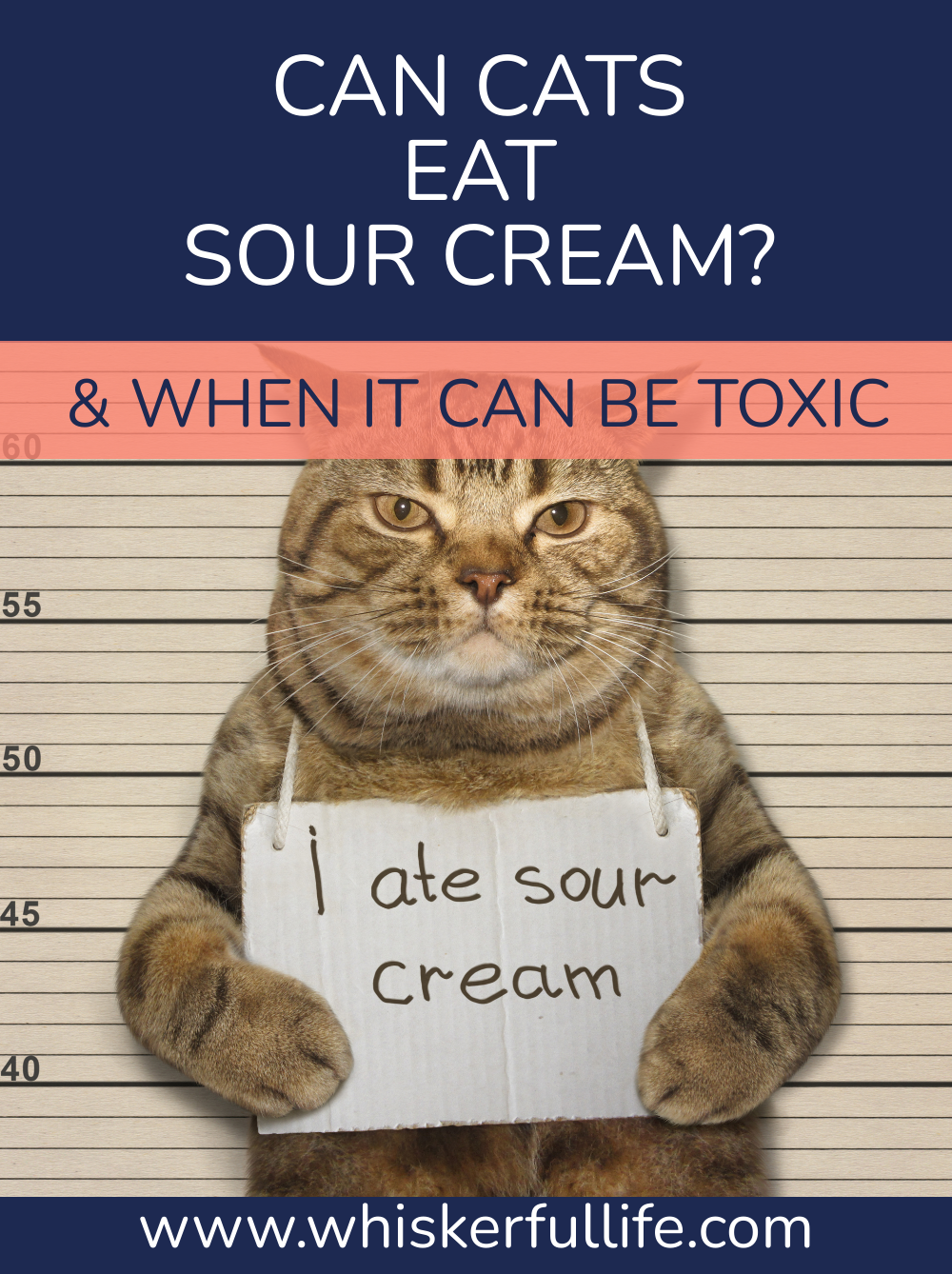 Can cats eat sour cream?