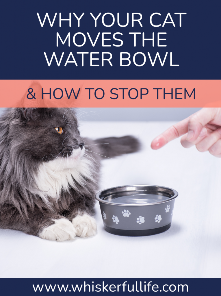 Why Your Cat Moves the Water Bowl & How to Stop Them Whiskerful Life
