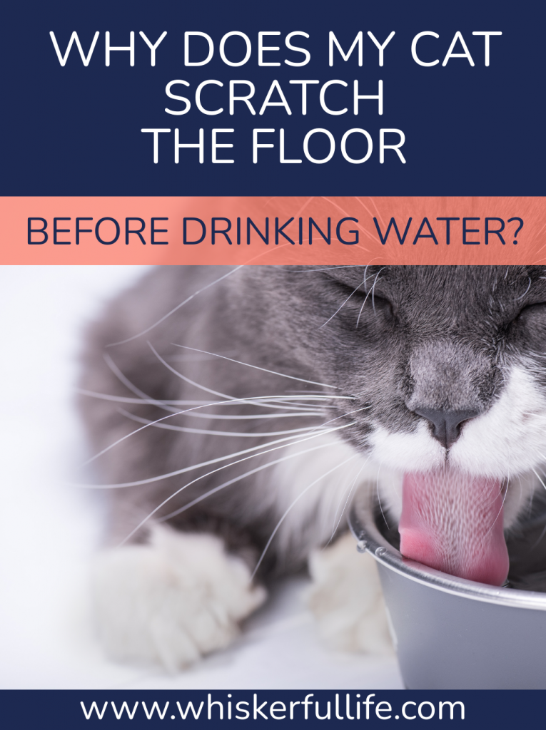 Why Does My Cat Scratch the Floor Before Drinking Water? Whiskerful Life
