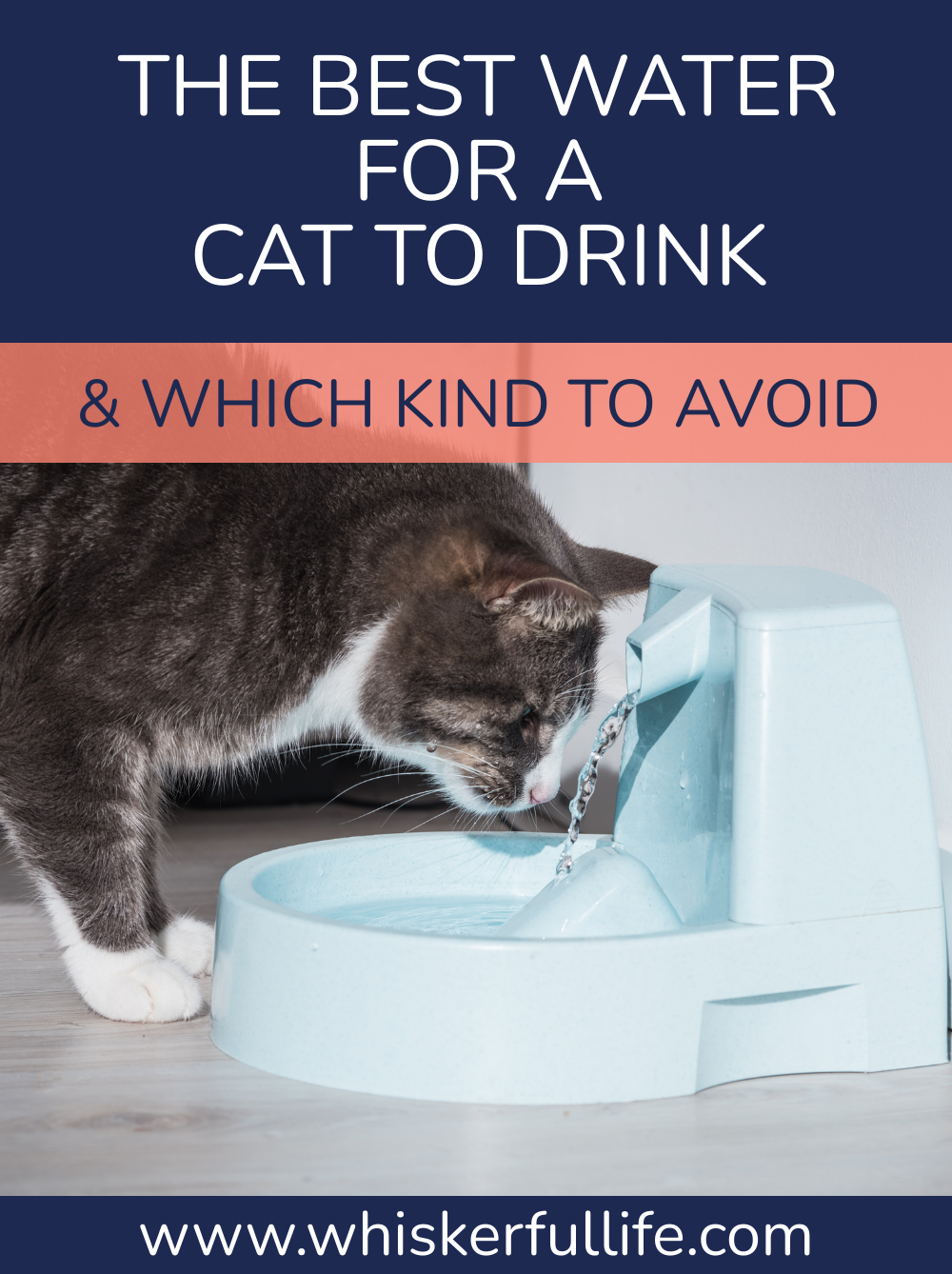 The Best Water for a Cat to Drink