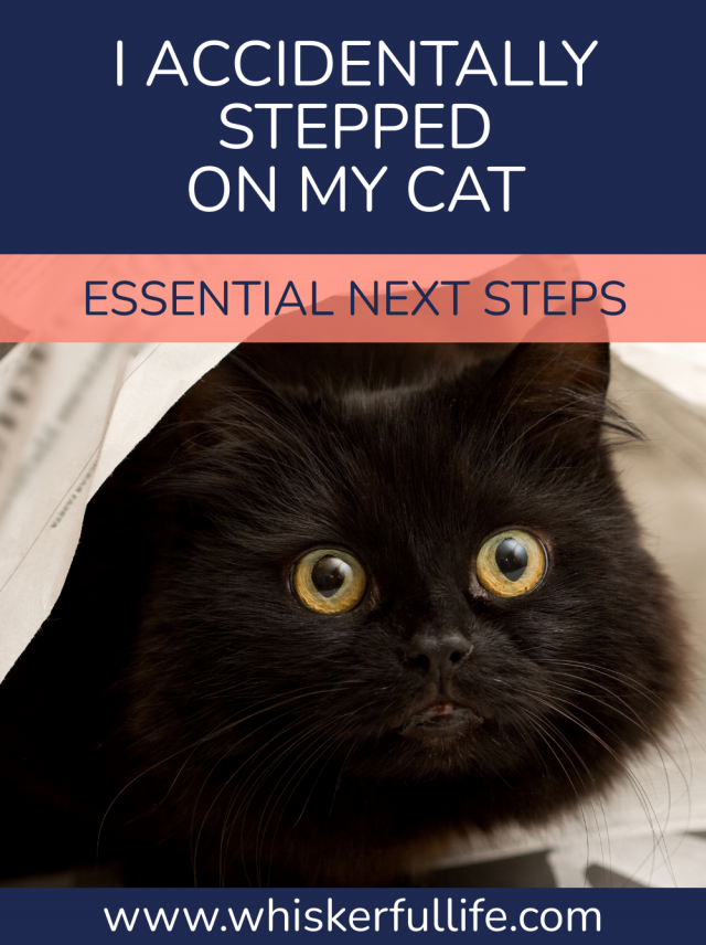 I Accidentally Stepped on My Cat Essential Next Steps Whiskerful Life