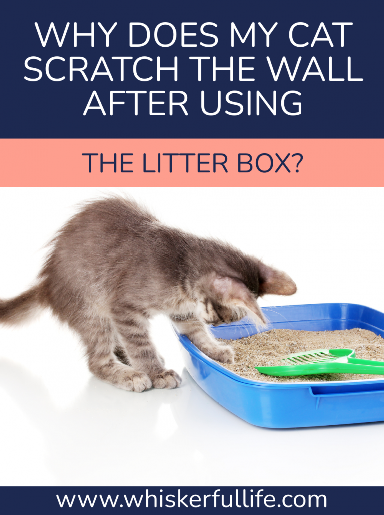 Why Does My Cat Scratch the Wall After Using the Litter Box? Whiskerful Life