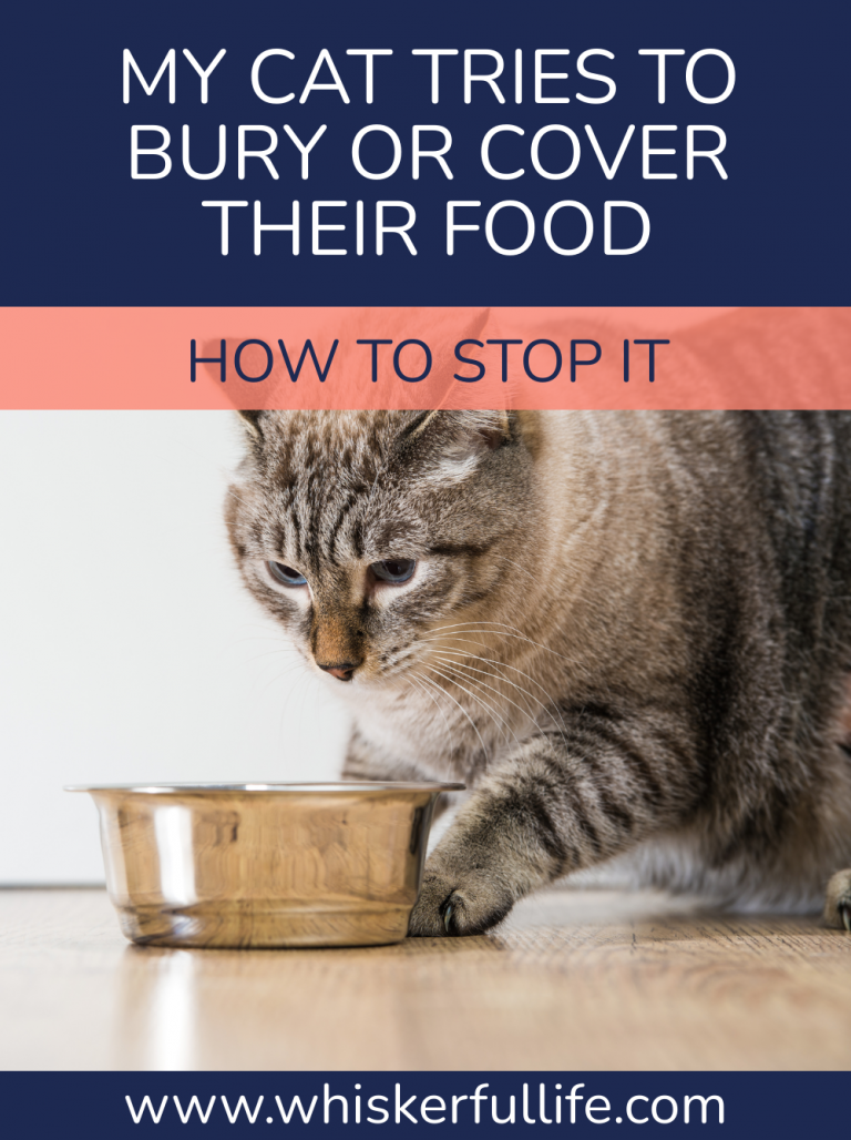 Cat Tries To Bury Food or Cover Food How to Stop It Whiskerful Life