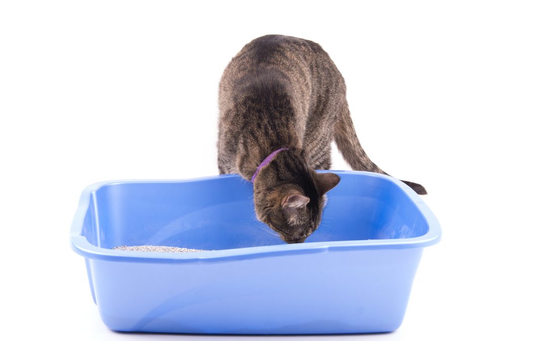 6 (Most Common) Reasons a Cat is Peeing Outside the Litter Box