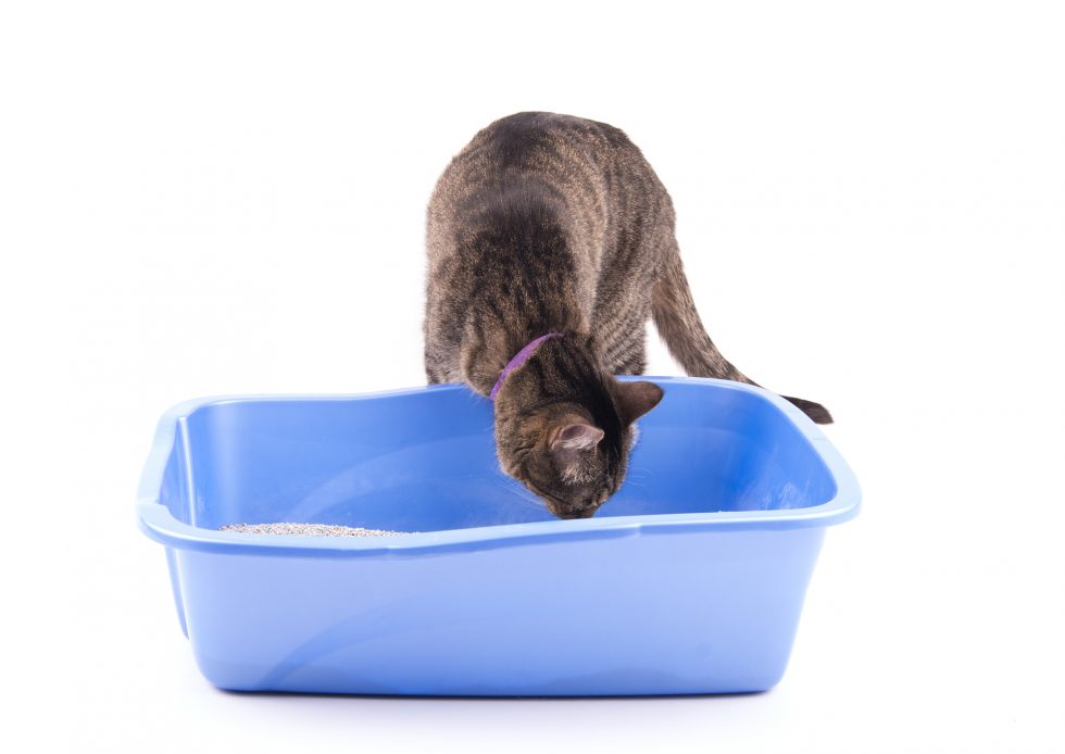 6 (Most Common) Reasons a Cat is Peeing Outside the Litter Box