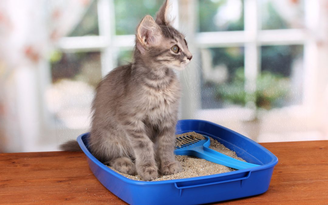Best Place to Put a Litter Box (So Your Cat Uses It) Whiskerful Life