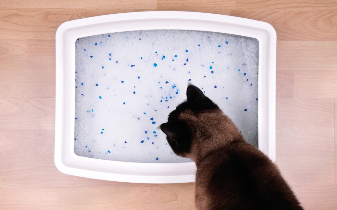 How to Switch Cat Litter Without Upsetting your Cat Whiskerful Life