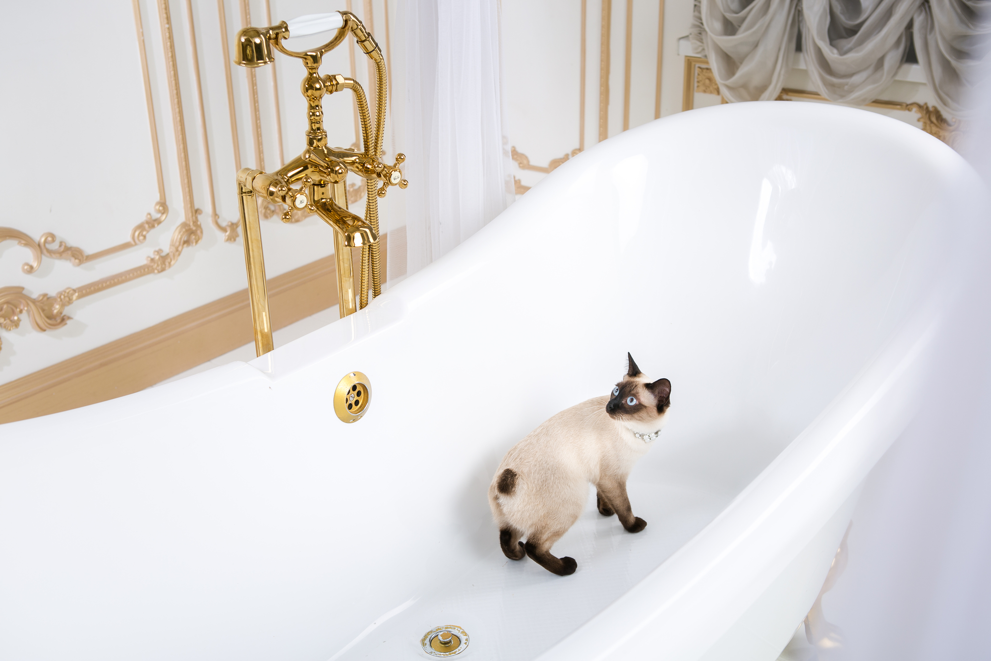 Why Does my Cat Poop in the Bathtub