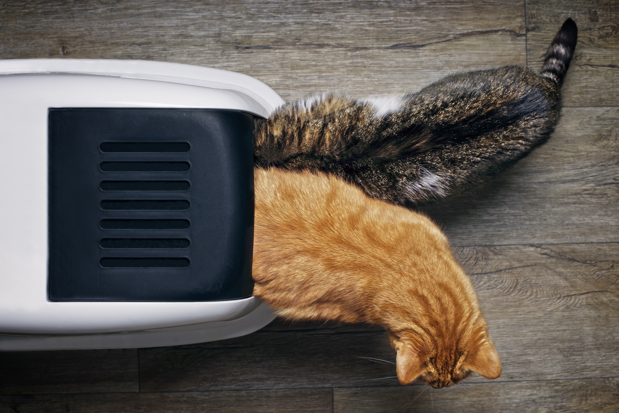 Can Cats Share a Litter Box