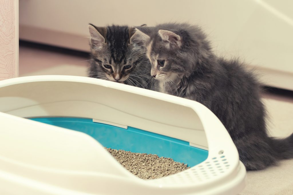How Many Litter Boxes Per Cat? (It's More Than You Think) Whiskerful Life