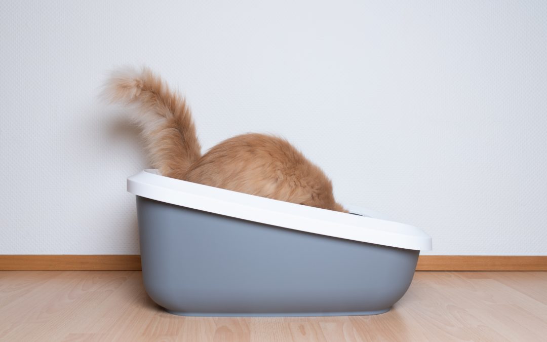 Litter Box Solutions for a High Peeing Cat Whiskerful Life