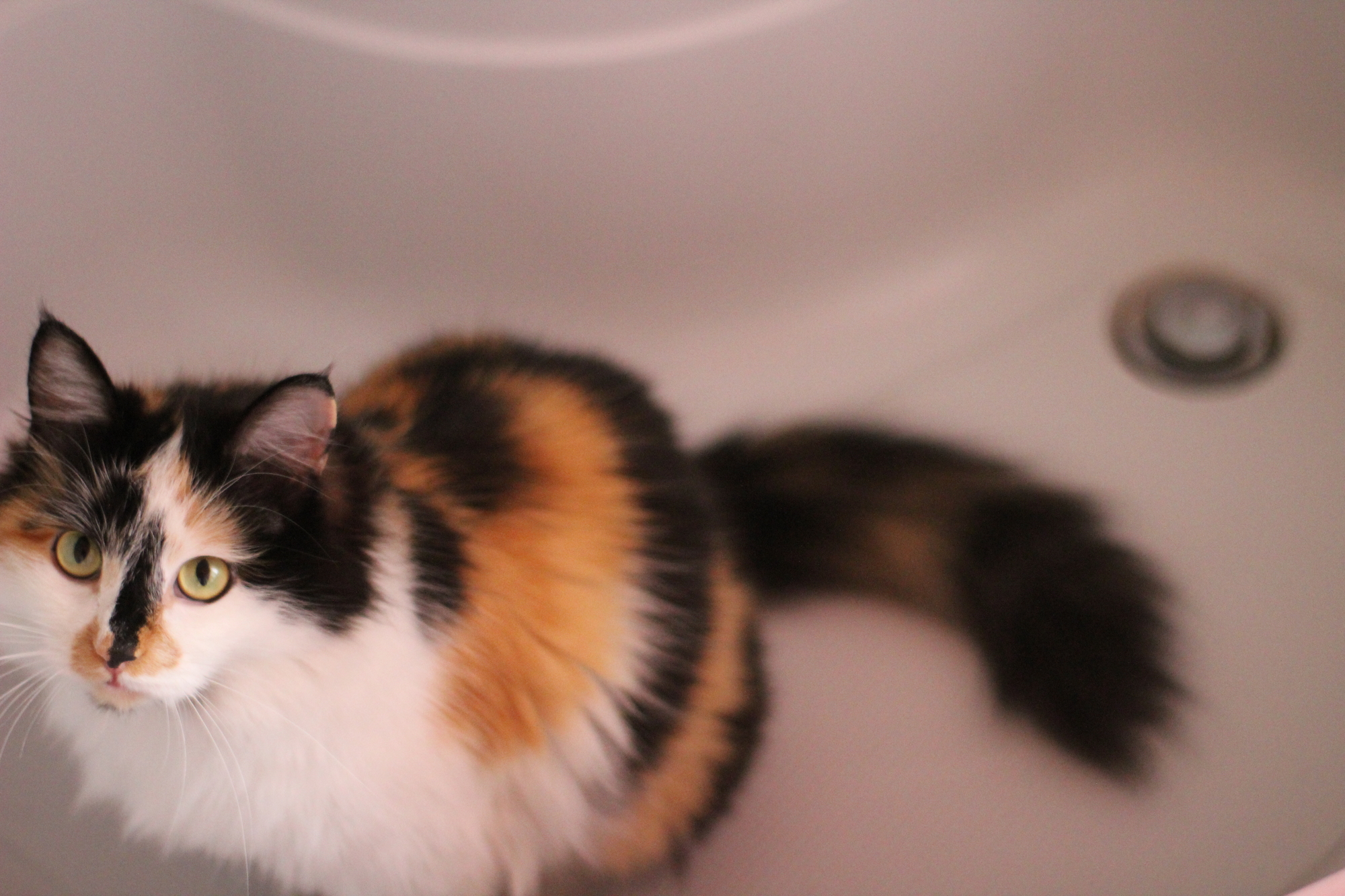 Why is my Cat Peeing in the Bathtub
