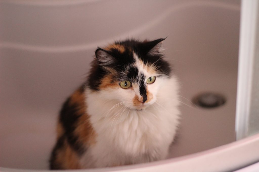 Why Does My Cat Sit in the Bathtub? Whiskerful Life