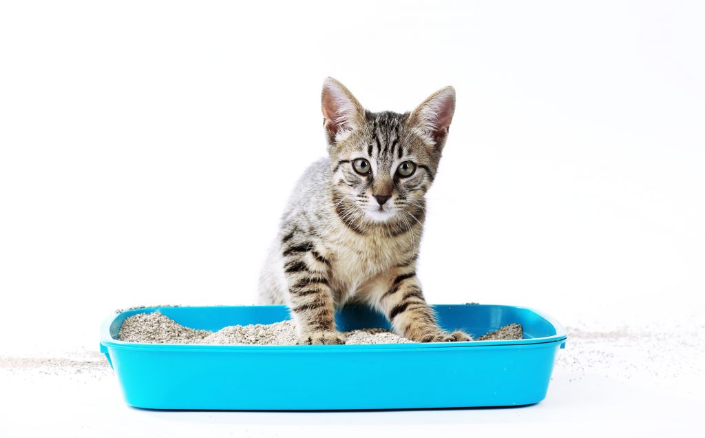 I Moved the Litter Box & Now My Cat Won't Use It (How to Fix