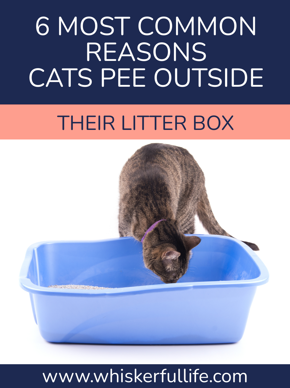 6 Most Common Reasons Cats Pee Outside their Litter Box