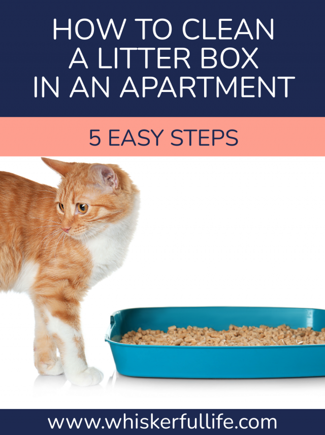 How to Easily Clean a Litter Box in an Apartment