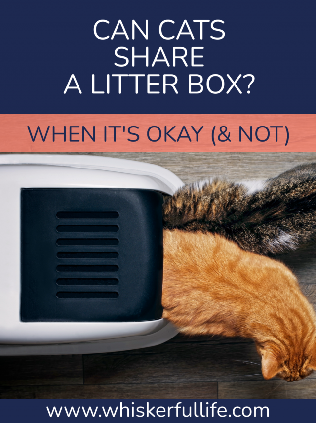 When it's Okay for Cats to Share a Litter Box (& When it's Not)
