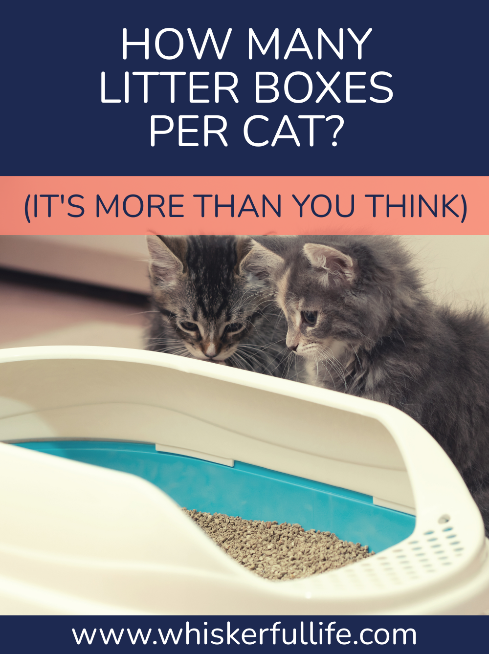 How Many Litter Boxes Per Cat? (It's More Than You Think) Whiskerful Life