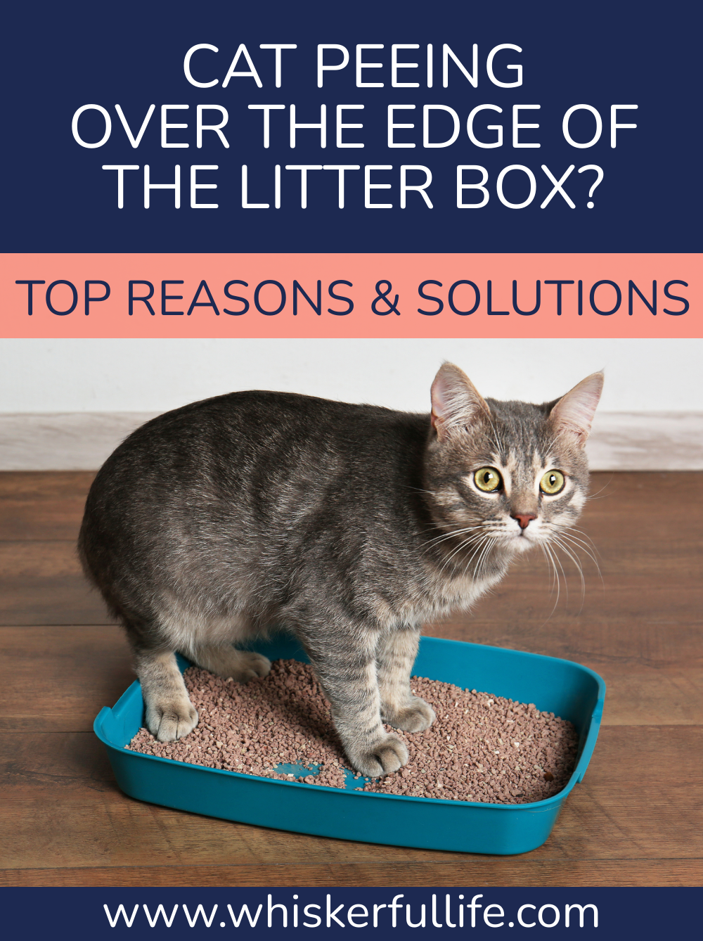 Cat Peeing Over Edge of Litter Box (Top Reasons & Fixes) Whiskerful Life