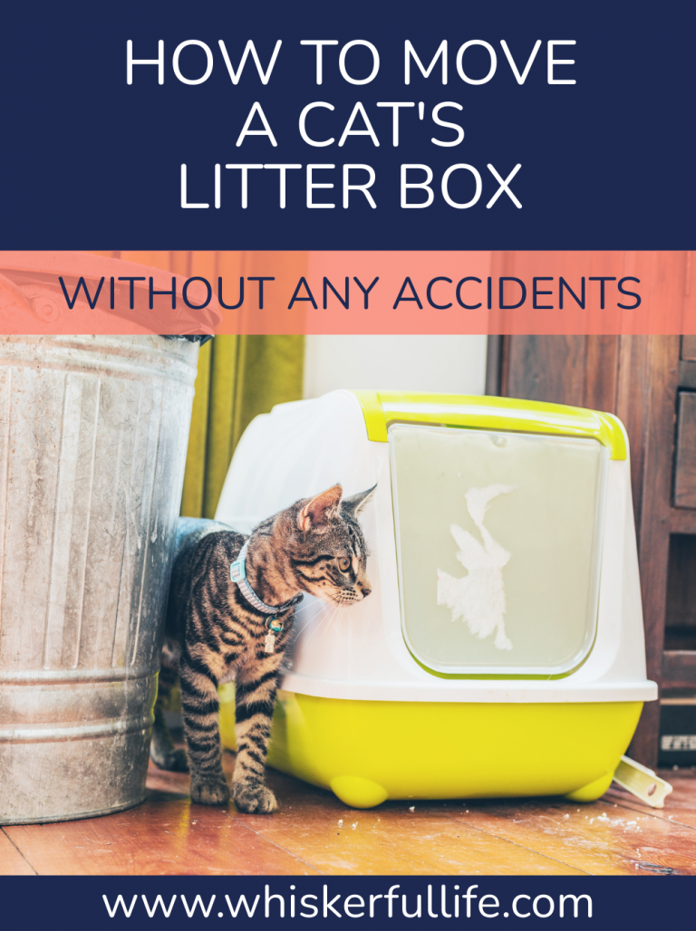 Moving a Cat's Litter Box How to Avoid Accidents Whiskerful Life