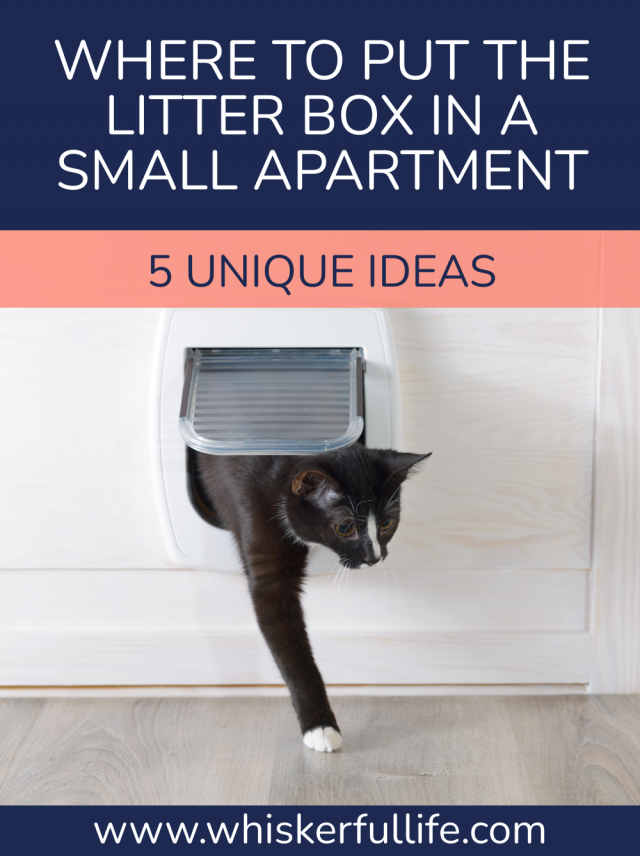 Where to Put a Cat Litter Box in a Small Apartment: Unique Ideas - Whiskerful Life