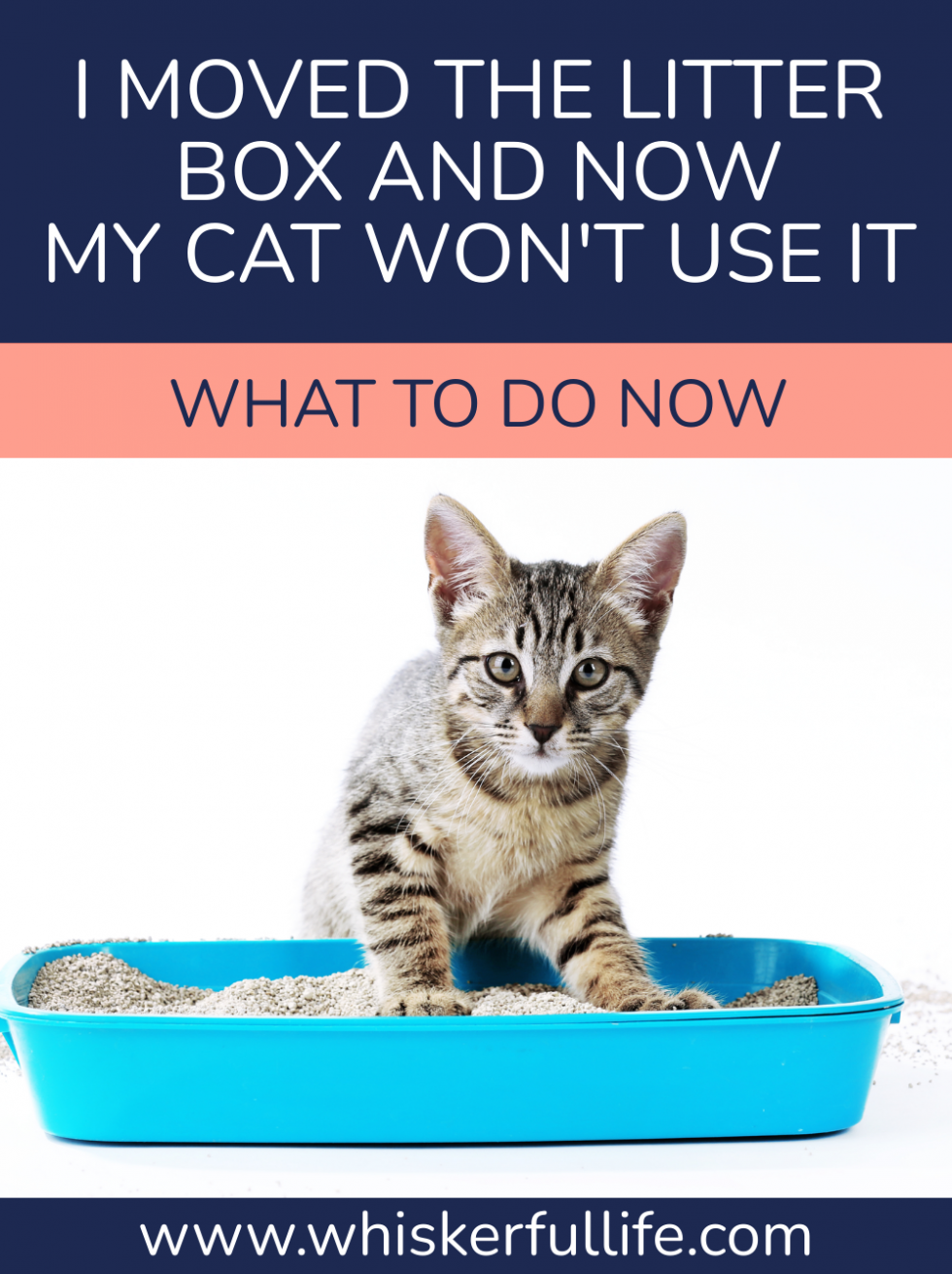 I Moved the Litter Box & Now My Cat Won't Use It (How to Fix