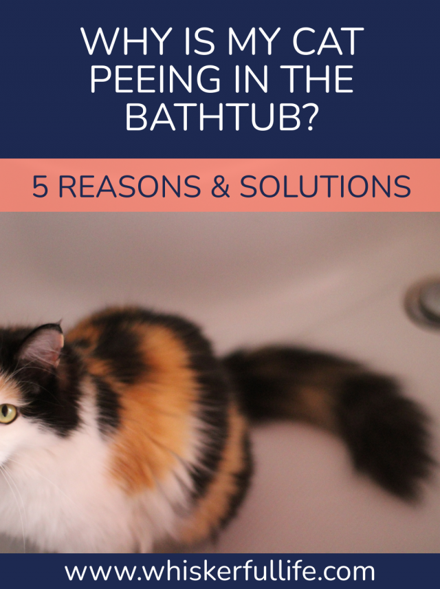 Reasons & Solutions for a Cat Peeing in the Bathtub